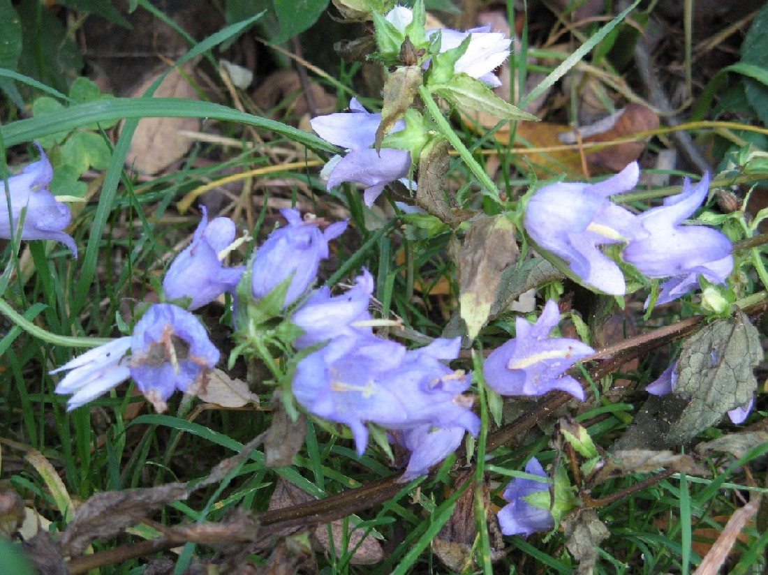 Campanula trachelium / Campanula selvatica